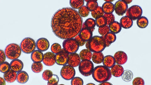 Astaxanthine naturelle vs synthétique : pourquoi choisir l'astaxanthine d'algue pour votre santé ?