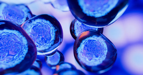 Phycocyanine Phycea & Santé Cellulaire