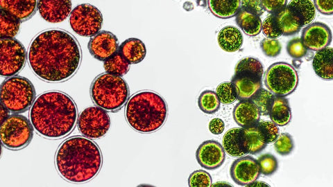 Phycea microalgues astaxanthine et phycocyanine