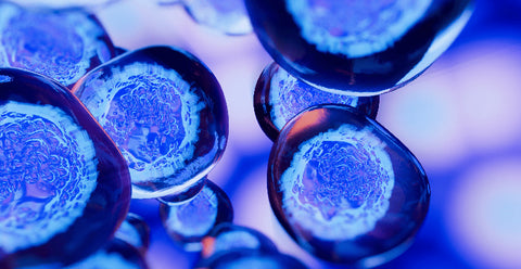 Santé Cellulaire et Phycocyanine Phycea
