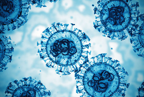 Phycea | Phycocyanine : La phycocyanine à 12 g/L stimule la production de cytokines anti-inflammatoires et renforce les défenses immunitaires en favorisant l'activité des macrophages et des lymphocytes.